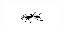 ant