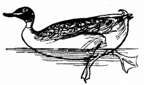 duck