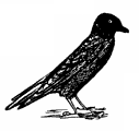jackdaw