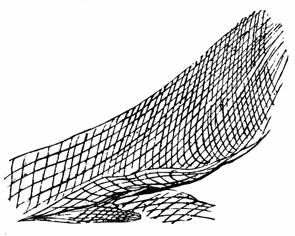 clipart fish net - photo #45