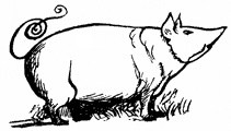 pig