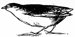 quail