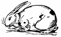 rabbit