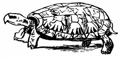 tortoise