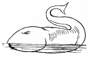 whale
